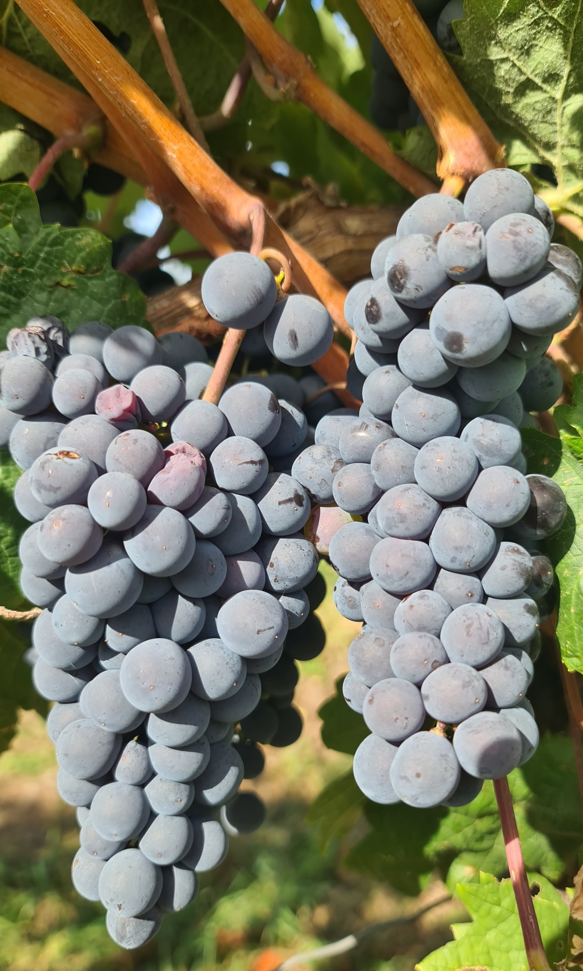 Cabernet Franc 7 Gm 20260917 160108